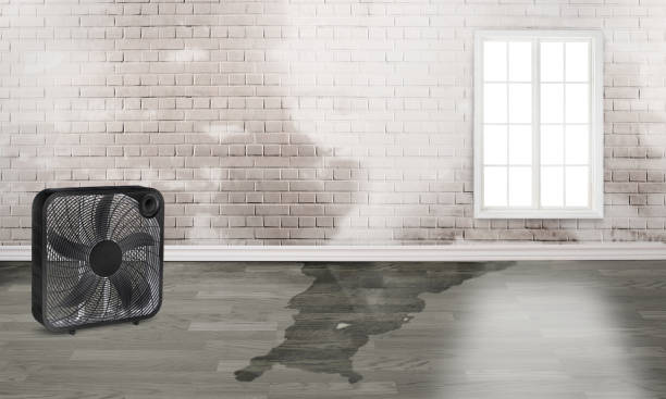 Best Sewage cleanup and water damage restoration  in Brookville, NY